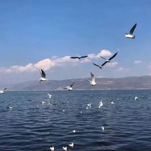 性插有声动态图
